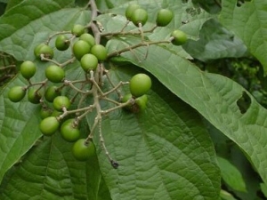 ����Ҷ�Ĺ�Ч������ ����Ҷ��ҩ�����ü�ʳ�÷���