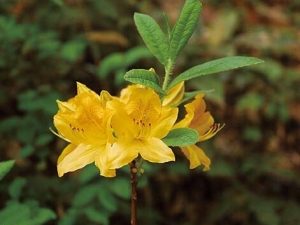 ���򻨵Ĺ�Ч������ ���򻨵�ҩ������