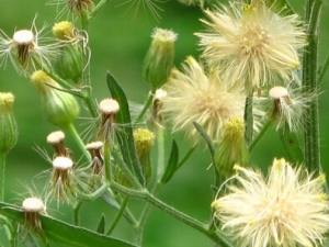 С����Ĺ�Ч�����ü�ʳ�÷���