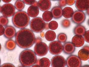 �������Ӫ����ֵ �������ҩ�ü�ֵ ������Ĺ�Ч������