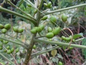 Ѫ�ȵĹ�Ч������ ������ʪ ɱ��ⶾ