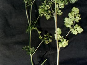 ��Ϊ�λ����ڶ�����   С�������ԭ��