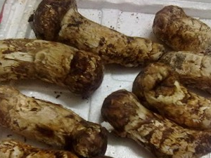 ���׾��Ĺ�Ч����