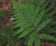 äĿ���������Ĳݵ�Σ��