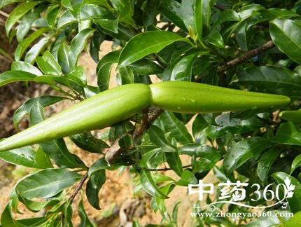 羊角柳的功效与作用 羊角柳的用法用量和使用禁忌-中药360