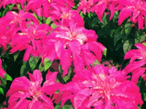 ������Ĺ�Ч������