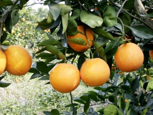 ������ʳ ���屶��