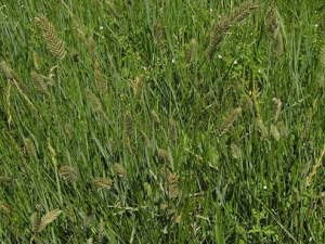 ���ݸ��Ĺ�Ч������ ����ֹѪ ����