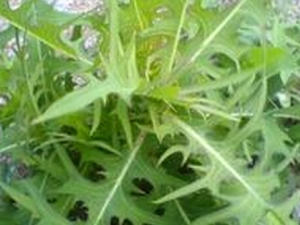 ɽݫ�ĵĹ�Ч������ ���Ƚⶾ ��ѪֹѪ