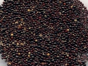 车前子的功效与作用 车前子的附方 车前子的鉴别方法