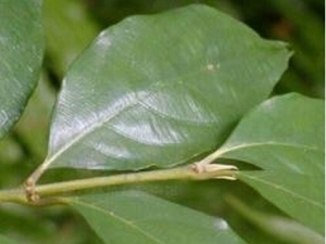 ��Ҷľ�Ĺ�Ч������ ���ʤ ��Ѫֹʹ