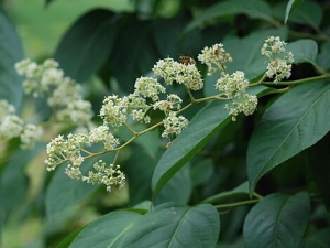 �׹��ٵĹ�Ч������ �׹��ٵ�ҩ������