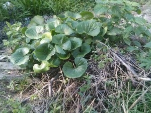 �˽��ڵĹ�Ч������ ��ѪֹѪ ɢ������