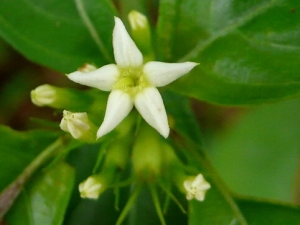 ��ݵĹ�Ч������ ��ݵļ��𷽷�