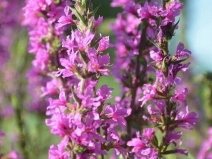 ǧ���˵Ĺ�Ч������ ������Ѫ ���ȶ� �ƾ�ͨ��