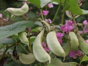 ɽ�ⶹ�Ĺ�Ч������ �����ʪ ɢ������