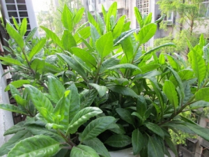 �ױ����ߵĹ�Ч������ ������Ѫ ��Ѫֹʹ