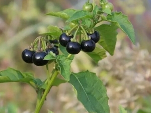 �����Ĺ�Ч�����ü�ʳ�÷���