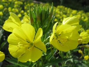 �¼��ݵĹ�Ч������ �¼��ݵĸ���