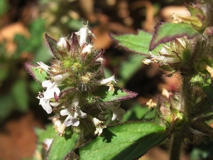 ��ֹ��Ĺ�Ч������ �Ƚ��� ��ˮͨ�� ɢ��ֹʹ