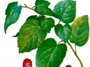 ������ô�ò�����Ч  ������ˮ�ȵĽ���