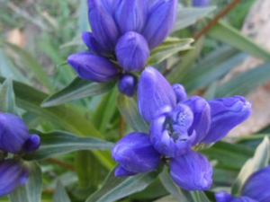 �����ݵ���ҩ����