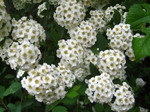 ШҶ���߾յĹ�Ч������ �ⶾ���� ȥ������