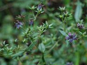 ɽƮ���ݵĹ�Ч������ ������� ��ʪ����