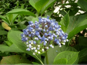 ɽĹЧ ɽĸ ɽļ𷽷