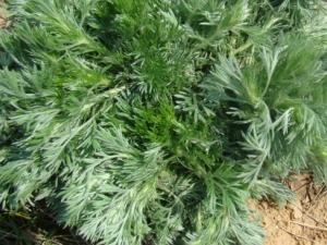 ����Ĺ�Ч������ ��ʪ���˻���