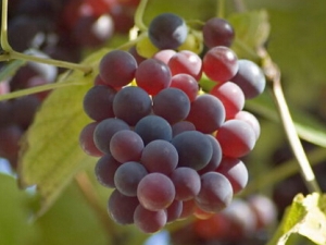 ���ѵ�Ӫ����ֵ �����ѵ�ע������ �����ϴ����