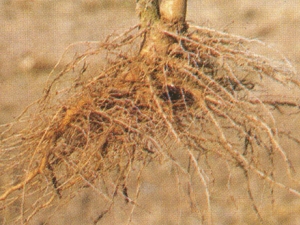 ����ͷ�Ĺ�Ч������ ������Ѫ ���׽ⶾ