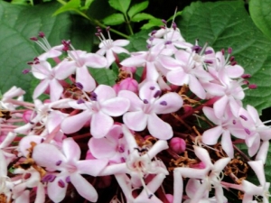 ��ĵ���Ĺ�Ч������ ���Ƚⶾ �������� ����ʪ