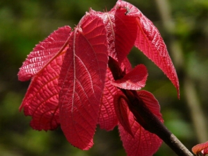 ɽ��˵Ĺ�Ч������ �ⶾɱ��ֹʹ