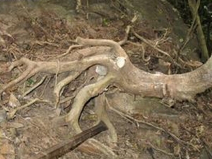 ��������Ĺ�Ч������ ��������ĸ���