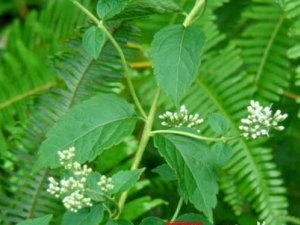 �㶫��ţϥ�Ĺ�Ч������