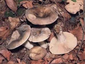 密褶红菇的功效与作用 祛风散寒 舒筋活络