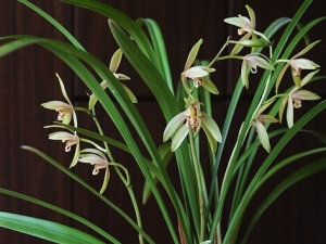 �����Ĺ�Ч������ ֹ��ֹк