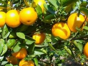 �ʵ۸̵�Ӫ����ֵ����Ч������