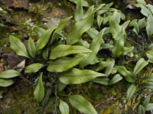 �˹�ɢ���� �˹�ɢ��Ч �˹�ɢ��������