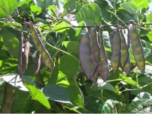 ü����Ӫ����ֵ ü����ҩ�ü�ֵ