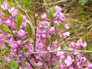 ���пڳ���  ��֪������ڳ���ԭ����