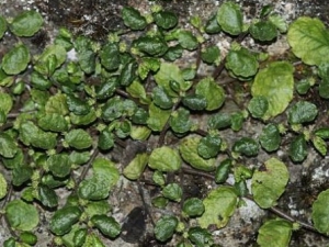 ɽ���ݵĹ�Ч������ �ιؽ�Ť�˼��۽ŵ�