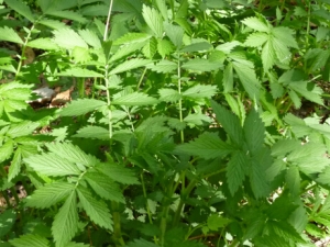 ϸ���ɺײݵĹ�Ч������ ��� ����ֹѪ ɬ��ֹ��