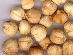 ʲô������ɤ�Ӹ���ʹ  ��֪����