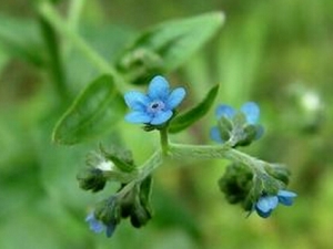 �׻���ҩ�ļ��� ����ϲݵļ��𷽷�