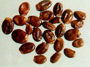 ֦˵ĹЧ ֦˵ĸ ֦˵ʳ÷