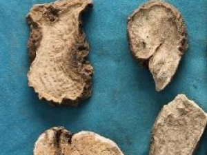 ������֭������ô��  ��ε���