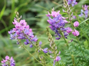 ��Ҷ�����Ĺ�Ч������ ���Ƚⶾ