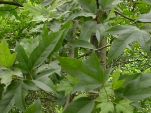 ����Ҷ�Ĺ�Ч������ ����ʪ ��Ѫ����